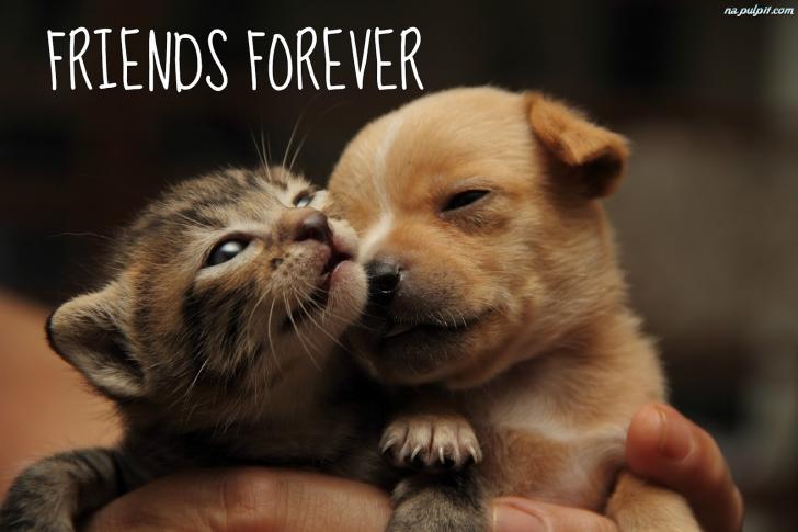 Dog and Cat FRIENDS FOREVER