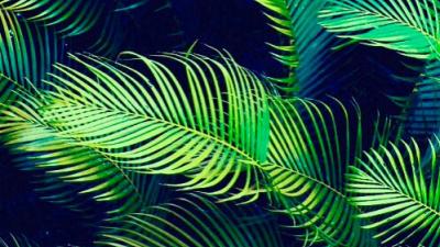 Aesthetic Leaves Green Blue Chrome Themes - ThemeBeta