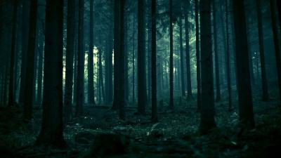 Dark Forest Windows Theme - ThemeBeta